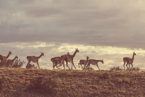 Guanaco (Lama Guanicoe) — Stockfoto