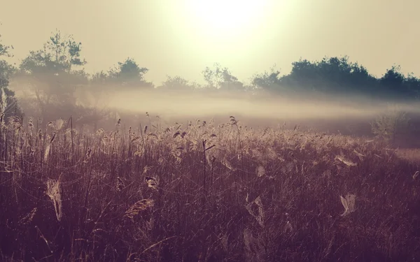 日の出草原の霧 — ストック写真