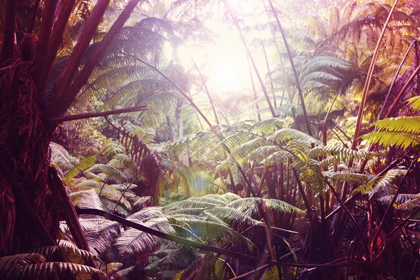 Selvas verdes em Havaí — Fotografia de Stock