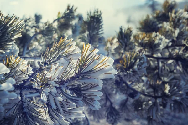 Floresta coberta de neve no inverno — Fotografia de Stock