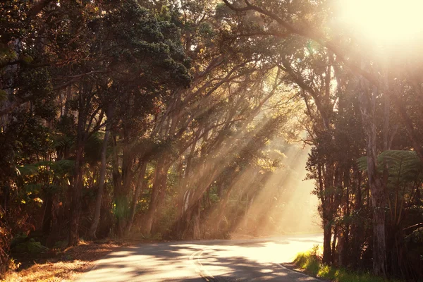 Vigas soleadas en el bosque — Foto de Stock