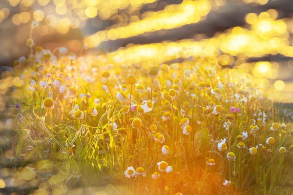 Sunny meadow with chamomiles — Stock Photo, Image