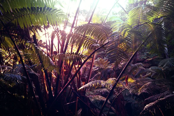 Gröna djungeln i Hawaii — Stockfoto