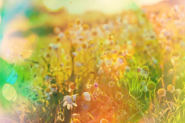 鎮静と日当たりの良い牧草地 — ストック写真