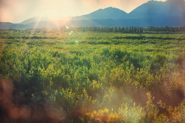 Paisagens de tundra polar — Fotografia de Stock