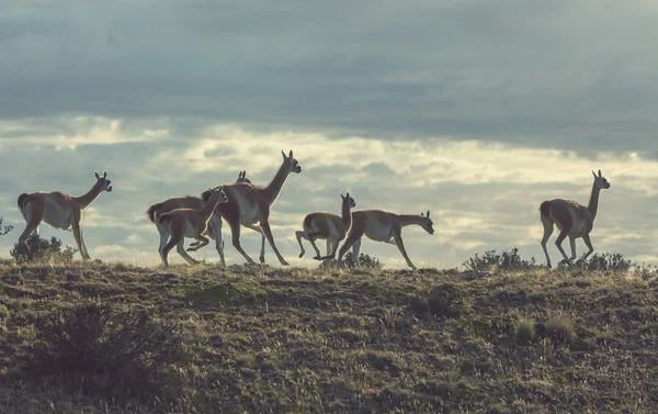 Guanacos (Lama Guanicoe) — Stock Photo, Image