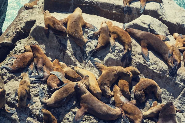 Leões marinhos na costa de pedra — Fotografia de Stock