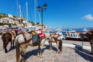 Atları orijinal Hydra Adası