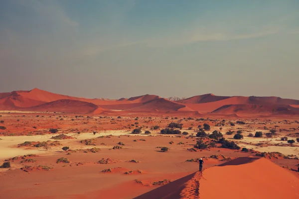 Αμμόλοφοι στην έρημο Namib — Φωτογραφία Αρχείου