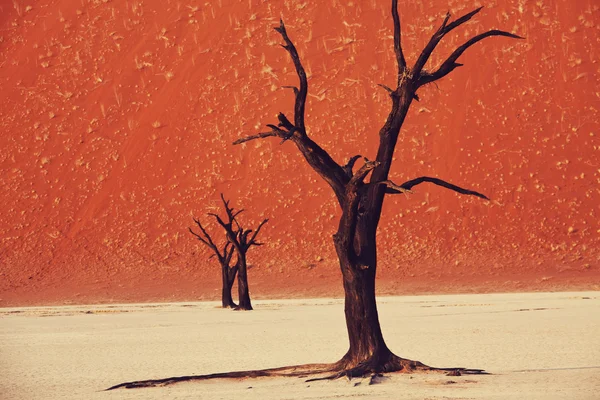Vale morto no deserto do Namib — Fotografia de Stock