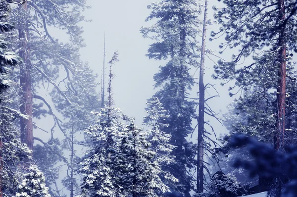 Festői hóval borított erdő — Stock Fotó