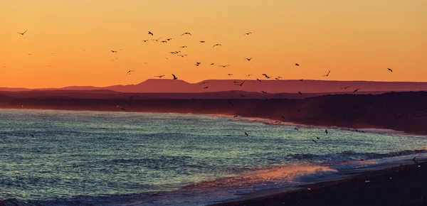 Pintoresca costa patagónica — Foto de Stock