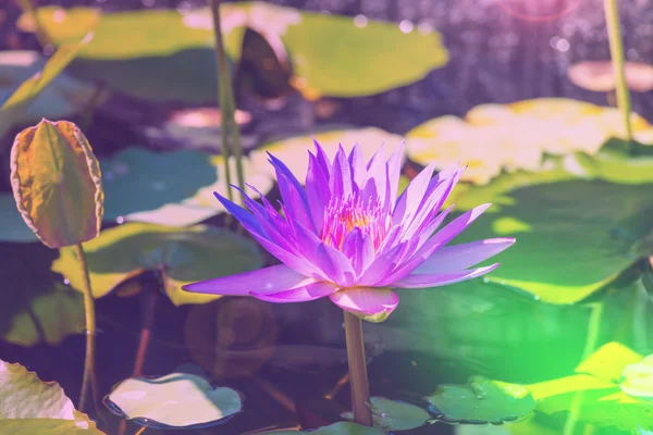 Lotosový květ ve vodě — Stock fotografie