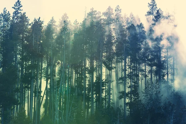 Magic mist in the forest — Stock Photo, Image