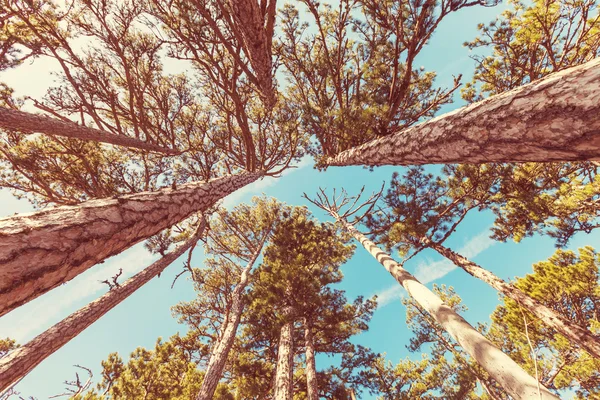 Pinos y cielo — Foto de Stock