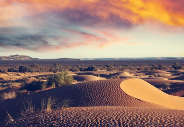 Desert landscape with sand dunes — Stock Photo, Image