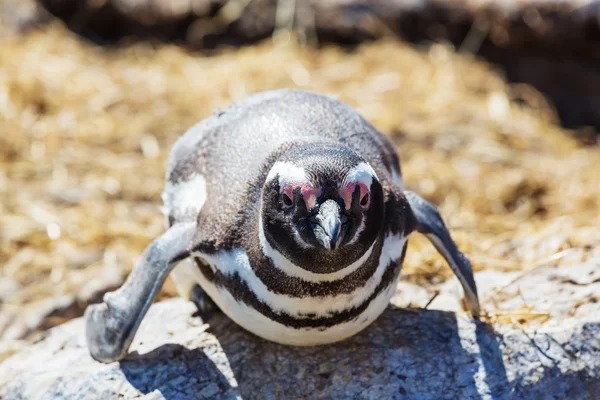 En magellanska pingvin — Stockfoto