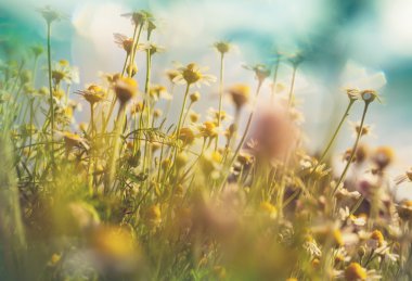 Küçük chamomiles çayır