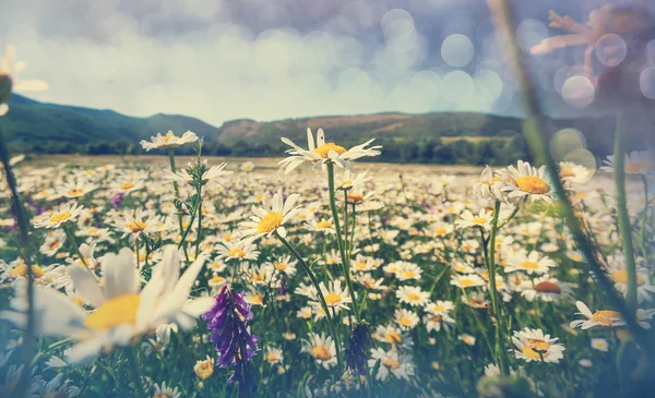 小さな鎮静草原 — ストック写真