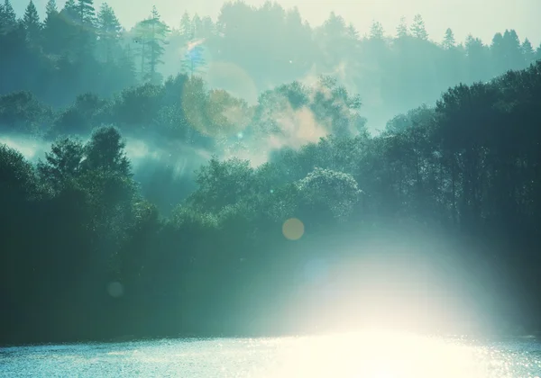 Niebla mágica en el bosque — Foto de Stock