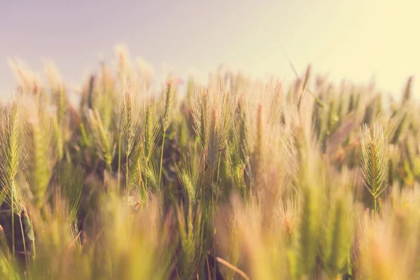 Campo de trigo verde — Fotografia de Stock