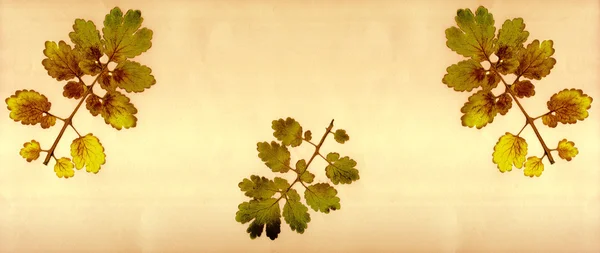Dry tree leaves — Stock Photo, Image