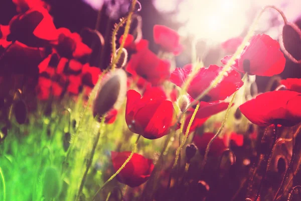 Red Poppies field — Stock Photo, Image