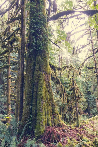 Alter grüner Wald — Stockfoto