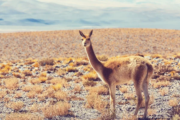 Um Lama Guanicoe — Fotografia de Stock