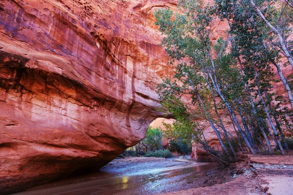 Vandra i Coyote gulch — Stockfoto