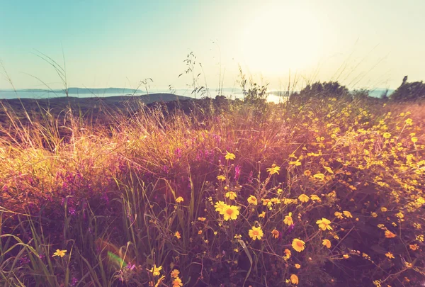 Mooie zomerbloemen — Stockfoto