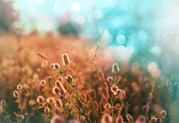 Belles fleurs d'été — Photo