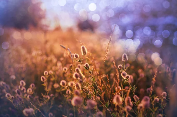 Bellissimi fiori estivi — Foto Stock