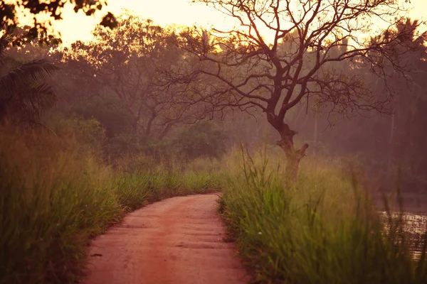 Camino en la selva remota — Foto de Stock