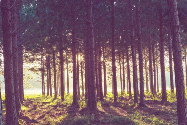Vigas soleadas en el bosque —  Fotos de Stock