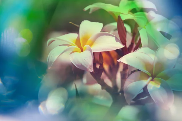 Tropiska vita blommor — Stockfoto