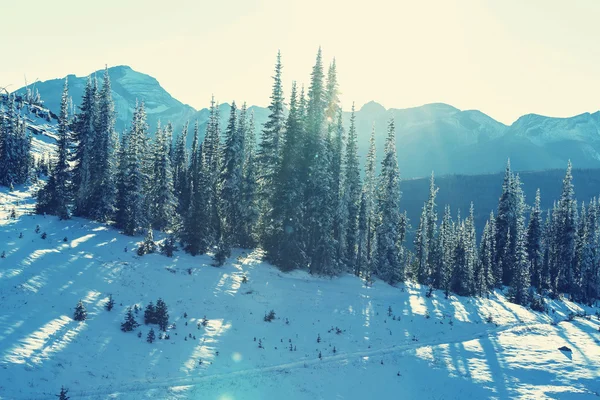 Vinter i Glacier Park — Stockfoto