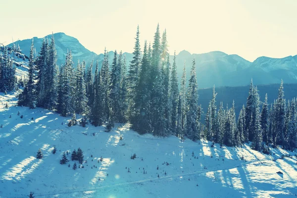 Inverno no parque glaciar — Fotografia de Stock