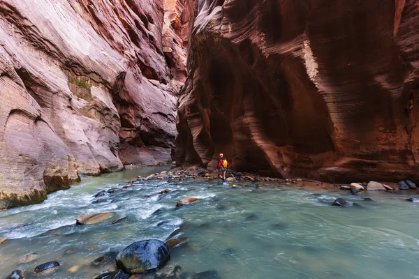 Hiker  in Zion national park — Stock Photo, Image