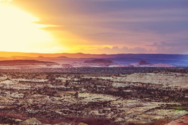 ünlü Amerikan çayır