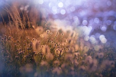 Güzel yaz çiçekleri