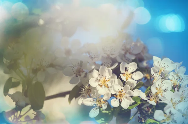 Λουλούδια της κεράσι ανθίσει — Φωτογραφία Αρχείου