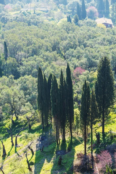 Bright green trees — Stock Photo, Image