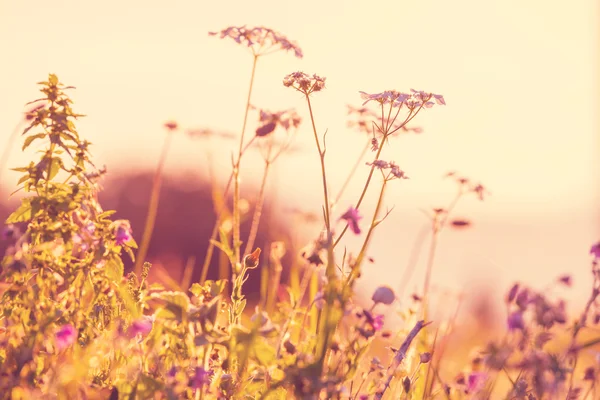 Schöne Sommerblumen — Stockfoto