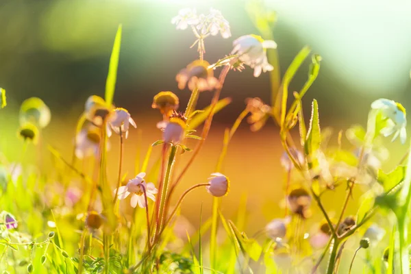 Schöne Sommerblumen — Stockfoto