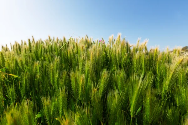 Зеленая трава на лугу — стоковое фото
