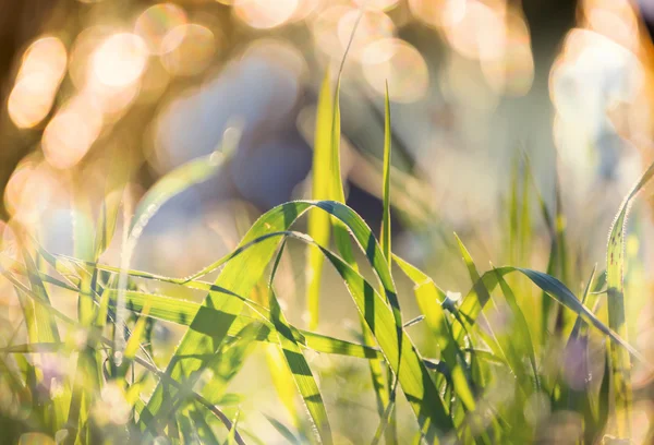 牧草地の緑の芝生 — ストック写真
