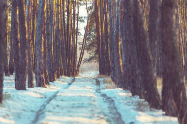 Doğal karla kaplı orman