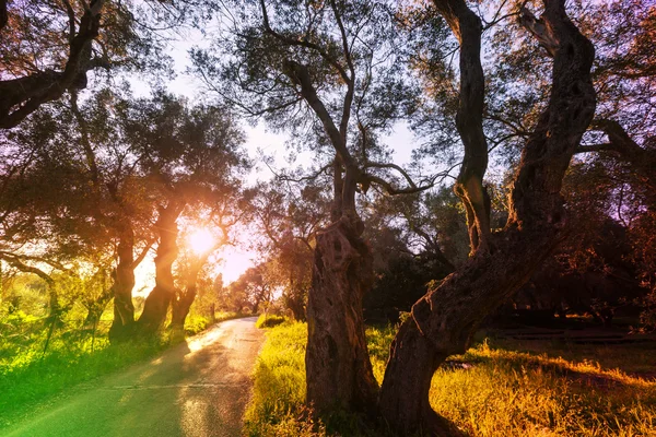 Verano Olivos jardín — Foto de Stock