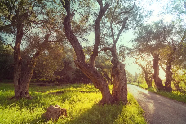 Summer Olives garden — Stock Photo, Image